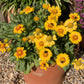 100 YELLOW GAILLARDIA (Blanket Flower / Indian Blanket) Gaillardia Aristata Flower Seeds