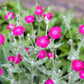 200 Organic ROSE CAMPION Magenta Silver Catchfly Lychnis Silene Coronaria Flower Seeds