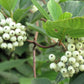 25 FIRE and ICE DOGWOOD Cornus Alba Shrub Tree Variegated Red Bark White Berry & Flower Seeds