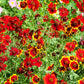 500 RED Dwarf PLAINS COREOPSIS Coreopsis Tinctoria Flower Seeds