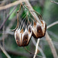 20 SLENDER DUTCHMAN'S PIPE Pipevine Aristolochia Debilis Deep Purple Flower Herb Vine Seeds