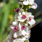 100 WHITE BLUSH VERBASCUM Blattaria Albiflorum Moth Mullein Flower Seeds
