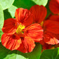 25 Dwarf RED EMPRESS NASTURTIUM Tropaeolum Majus Nanum Hummingbird Flower Seeds