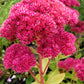 10 EMPEROR'S WAVE SEDUM Red Upright Telephium Succulent Stonecrop Flower Hylotelephium Seeds