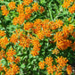 10 GAY BUTTERFLIES MILKWEED Red Yellow Orange Mix Asclepias Tuberosa Butterfly Weed Flower Seeds