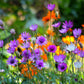 300 IMMORTELLE IMMORTAL MIX Xeranthemum Paper Daisy Everlasting Flower Seeds