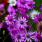 300 IMMORTELLE IMMORTAL MIX Xeranthemum Paper Daisy Everlasting Flower Seeds