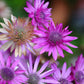 300 IMMORTELLE IMMORTAL MIX Xeranthemum Paper Daisy Everlasting Flower Seeds