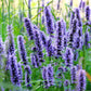 1000 TRUE BLUE HYSSOP Hyssopus Officinalis Thymus Hyssopus Herb Blue Violet Flower Seeds