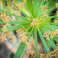 50 UMBRELLA PALM TREE Cyperus Involucratus Papayrus Sedge Seeds