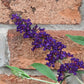 50 Dark PURPLE BUTTERFLY BUSH Buddleja Davidii Hummingbird Shrub Fragrant Flower Seeds