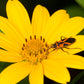 200 Yellow SWAMP MARIGOLD Bidens Aristosa Mutica Flower Seeds