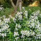 50 WHITE ROCK SOAPWORT Saponaria Vaccaria Alba Flower Seeds