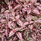 10 Dwarf PINK POLKA DOT PLANT Splash Select Hypoestes Phyllostachya Flower Houseplant Seeds
