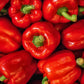 150 BIG RED Bell PEPPER Sweet Capsicum Annuum Vegetable Seeds