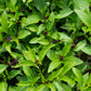 1000 LICORICE BASIL Ocimum Basilicum HERB Flower Seeds