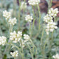 150 White PUSSYTOES Cats Paws Antennaria Flower Seeds