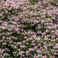 10 BEAUTY BUSH SHRUB Beautybush Kolkwitzia Amabilis Pink & White Flower Red Berry Seeds