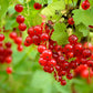 20 Red WAX CURRANT Edible Fruit Berries Pink Flowers Shrub Ribes Cereum Seeds