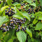 50 BLACK CHOKEBERRY Aronia Melanocarpa White Flower Fruit Shrub Seeds
