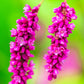 10 KISS ME OVER THE GARDEN GATE Princess Feather Polygonum Orientale Persicaria Orientalis Magenta Pink Flower Herb Seeds