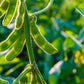 20 Edamame BE SWEET SOYBEAN Glycine Max Soy Bean Green / Yellow Vegetable Seeds