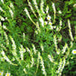 1500 WHITE Blossom SWEET CLOVER Melilotus Officinalis Alba Albus Sweetclover Honey Clover Flower Seeds