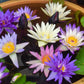 5 BOWL LOTUS Mixed Colors Dwarf Nelumbo Nucifera Aquatic Flower Seeds