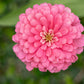 250 LUMINOSA PINK ZINNIA Elegans Flower Seeds