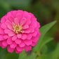 250 LUMINOSA PINK ZINNIA Elegans Flower Seeds