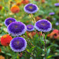 50 BLUE MOON ASTER Callistephus Pompon Double Flower Seeds