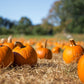 40 SMALL SUGAR PUMPKIN Orange Pie or Carving Cucurbita Pepo Vegetable Seeds