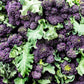 200 PURPLE SPROUTING BROCCOLI Brassica Oleracea Vegetable Seeds