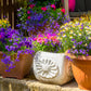 200 MIXED COLORS LOBELIA Regatta Lobelia Erinus Flower Seeds