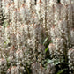 20 SUGAR SCOOP FOAMFLOWER White Tiarella Trifoliata Laceflower Flower Seeds