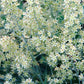 100 WHITE CAMAS Anticlea Elegans Zigadenus Camass Alkali Native Flower Seeds