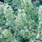 100 WHITE CAMAS Anticlea Elegans Zigadenus Camass Alkali Native Flower Seeds