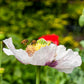 350 TASMANIAN Purple & White POPPY Papaver Somniferum Flower Seeds