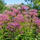 50 Pink JOE PYE WEED Eupatorium Maculatum Flower Seeds