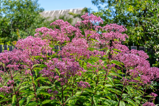 50 Pink JOE PYE WEED Eupatorium Maculatum Flower Seeds