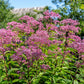 50 Mixed Colors JOE PYE WEED Eupatorium Maculatum Flower Seeds