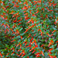 10 Red CIGAR PLANT Mexican Firecracker Cuphea Ignea Hummingbird Flower Seeds