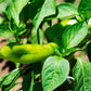 50 GREEK GOLDEN PEPPER Pepperoncini Gold Yellow Capsicum Annuum Vegetable Seeds