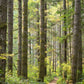 20 DOUGLAS FIR Tree Abies Pseudotsuga Menziesii Christmas Tree Blue Douglas Pine Spruce Native Evergreen Seeds