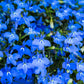 200 BLUE SAPPHIRE LOBELIA Erinus Trailing for Planters or Groundcover Flower Seeds