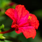 25 RED FOUR O'CLOCK Marvel of Peru Mirabilis Jalapa Flower Seeds