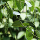 25 BLACK PEPPERCORN Black Pepper Piper Nigrum Spice Vine Seeds