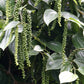 25 BLACK PEPPERCORN Black Pepper Piper Nigrum Spice Vine Seeds