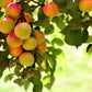 5 COMMON APRICOT Fruit Tree Prunus Armeniaca White Pink Flower Seeds