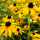 2000 BLACK EYED SUSAN Rudbeckia Hirta Yellow Heirloom Native Flower Seeds